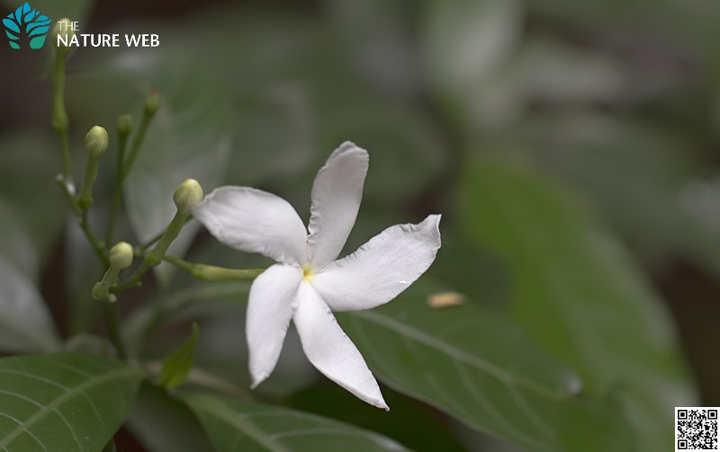 Crape Jasmine